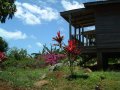 tropical flowers and plants surround the Big Sky Lodge Guesthouses