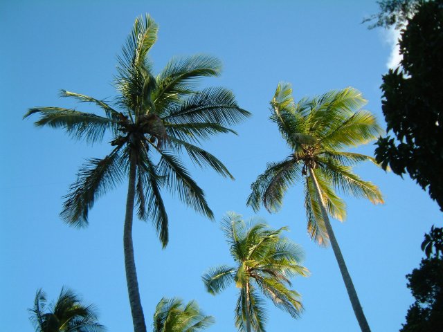 Palmen - allgegenw�rtig