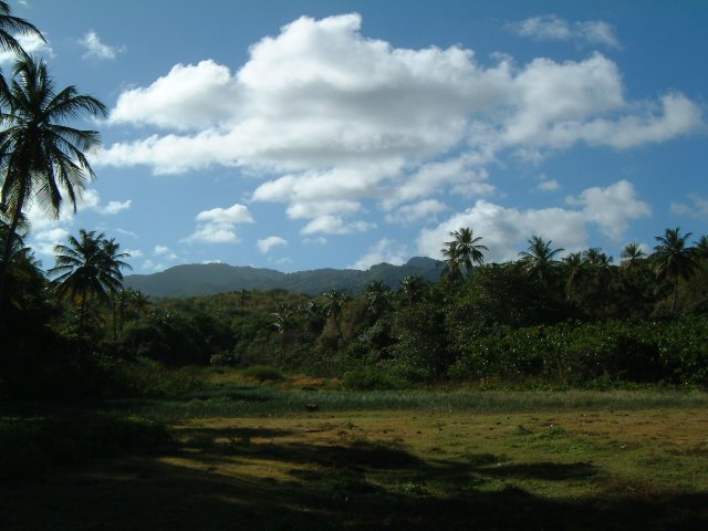 Der Regenwald Grenadas vom Strand aus gesehen