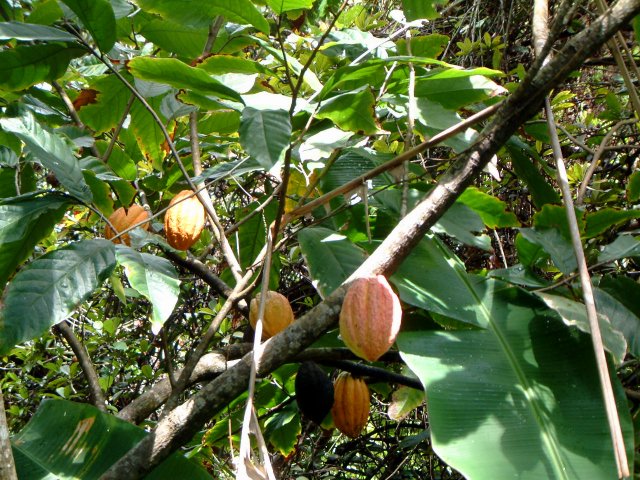 Kakaofr�chte - Grundprodukt f�r die Schokoladenmanufaktur