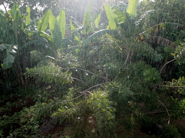 Bananen im tropischen Regen
