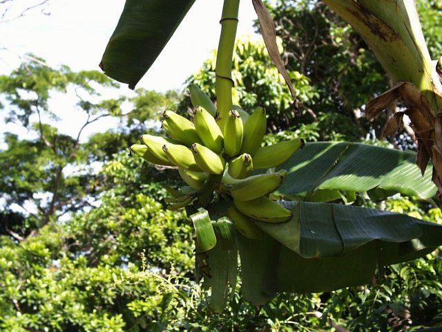 Bananen - diesmal zum Kochen
