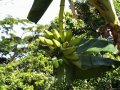 Bananen - diesmal zum Kochen - im eigenen Garten